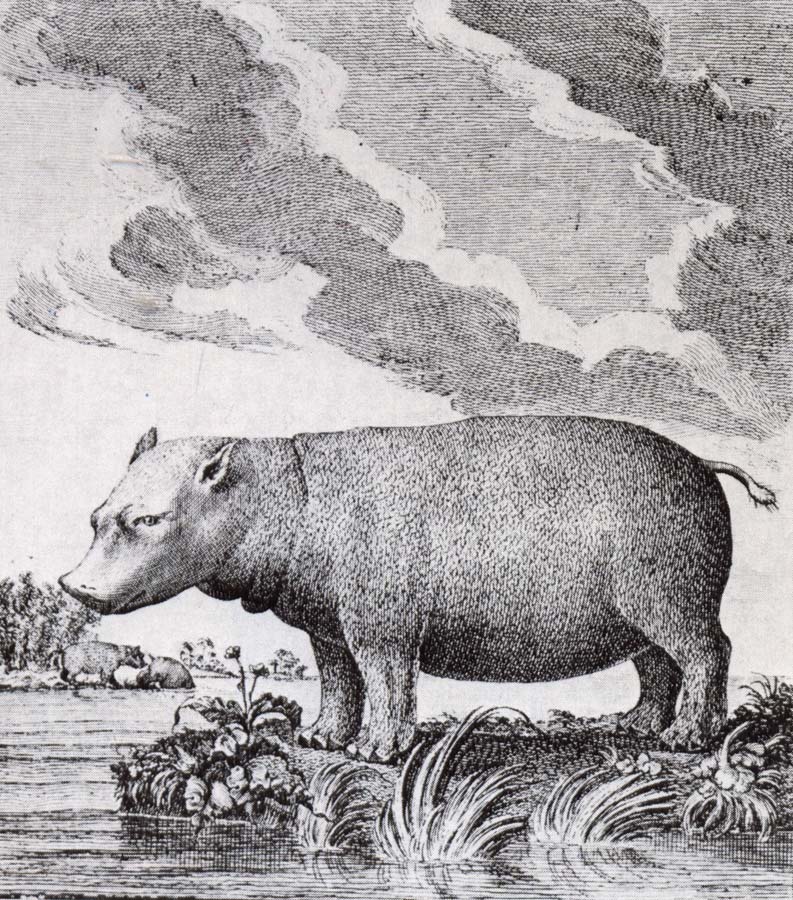 unknow artist hippopotamus,flodhasten eller sjokon,som den ocksa kallades